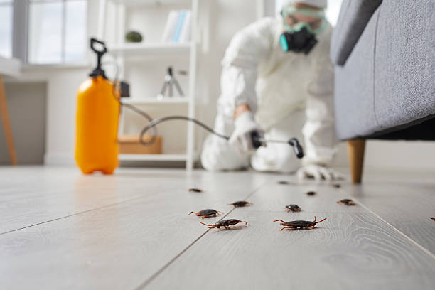 Affordable Ant Control solutions in Johnson City, KS